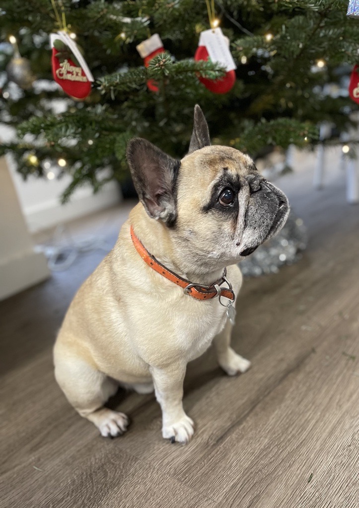 Cooper visiting the RSMB office today 🐶
