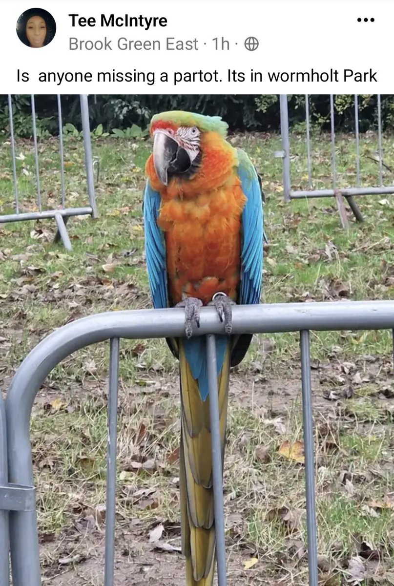 Spotted today in Wormholt Park, London W12 @lostfoundparrot @parrotalert