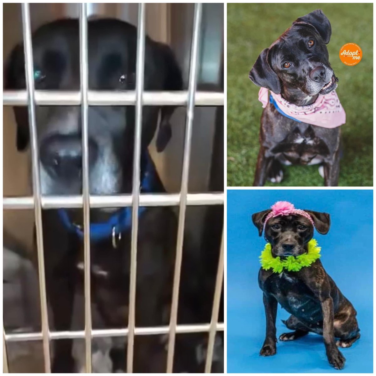 #MOLLY #A2446033 to die soon! In 10 months never done anything wrong! #MDAS issued plea with “behavioral stress”,BLACK dog sitting in SMALL KENNEL,2 years, 50lb, lot of energy, plays “rough &amp; rowdy”. 
24petconnect.com/DetailsMain/MI…
facebook.com/share/p/Ri892H…