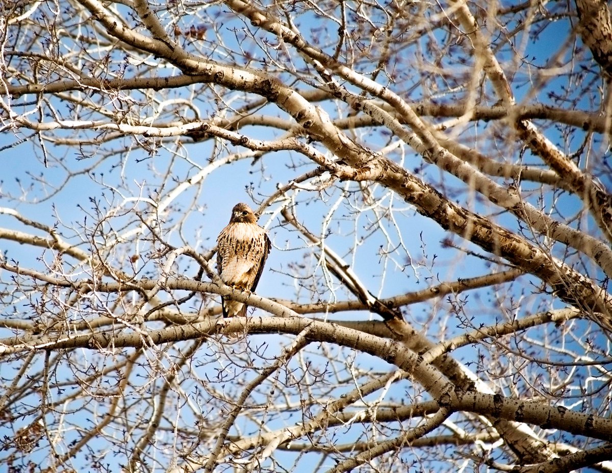 It's a whole lot easier to bird watch when there's no leaves on the trees. 

#Photography #NatureLovers #Winter #Hawk #Morning #PhotographyLovers #Colorado #ColorfulColorado #WildlifeWednesday #Conservation