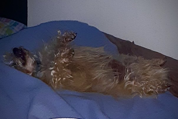 Kempy sleeping soundly with his paws in the air, normal for him when sleeping soundly and all is right in the world for him. This time of year he gets tuckered out spending all day hunting unsuccessfully for gophers in our back yard.