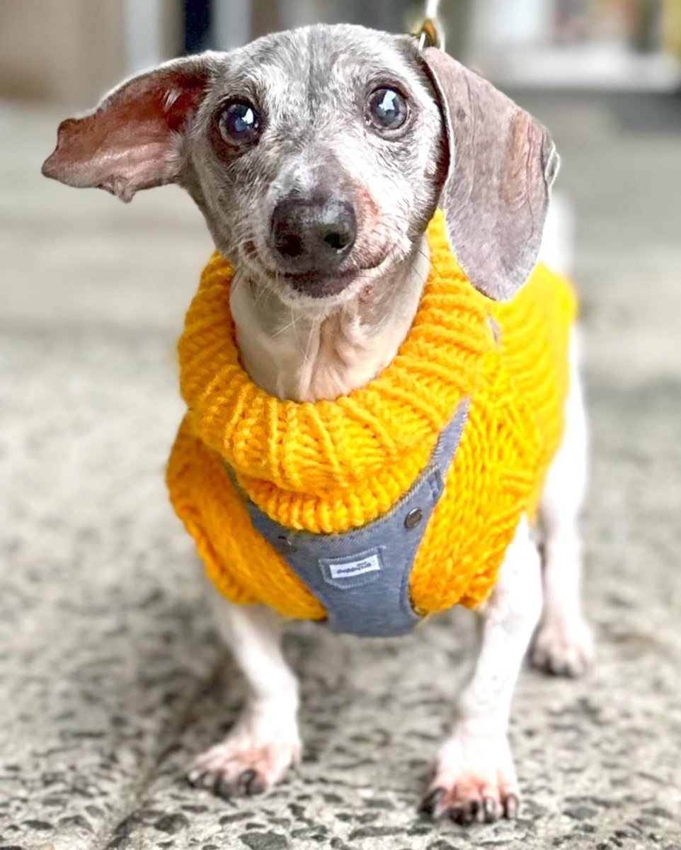Elijah Craig The Dog tweet media