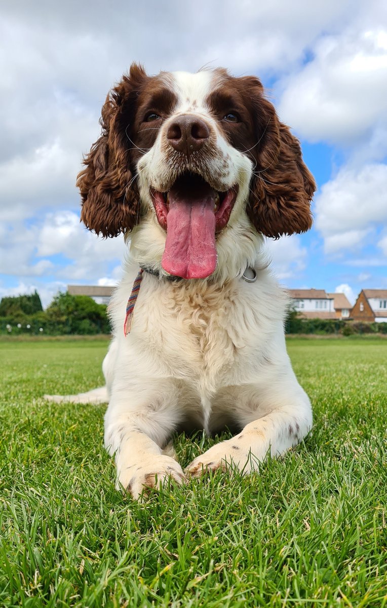 It’s PD Ruger’s last day 🥲 *cries*

We’re saying farewell to one of our most loyal companions, English Springer Spaniel Ruger, after 5 years of service with us.

PD Ruger joined @DurhamPoliceK9 when he was just 2
and was trained as a drugs, cash and weapons detection dog.
