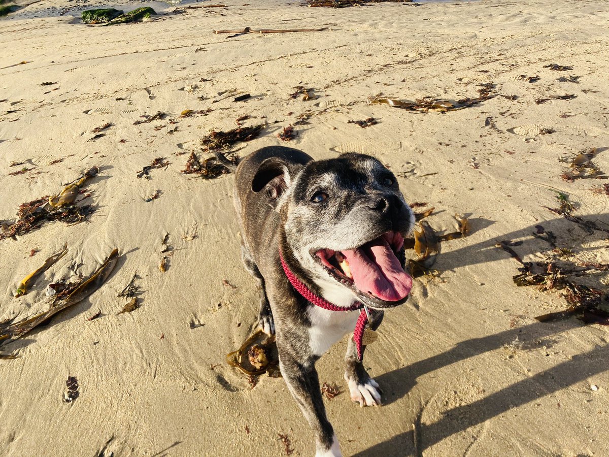 Holiday! Day 3, Motor Museum is closed until Friday but still managed a sneaky look around the workshop with the lovely owner, then to Trearddur Bay for fish and chips and a wander on the beach. Lola is feeling much better, might try a proper walk tomorrow.