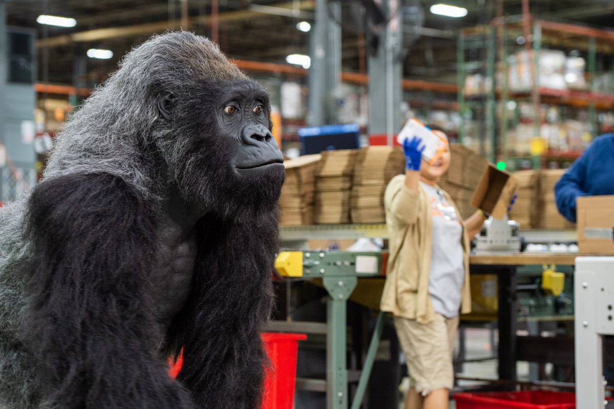 Nothing to see here, just Gorilla checking on his operations to ensure top quality for customers like you! #gorillaglue #diy #handmade #art #homedecor #design #craft #doityourself #woodworking #crafts #home #interiordesign #diyprojects #homemade #decor