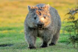 Who knew #WombatWednesday was a thing!!!