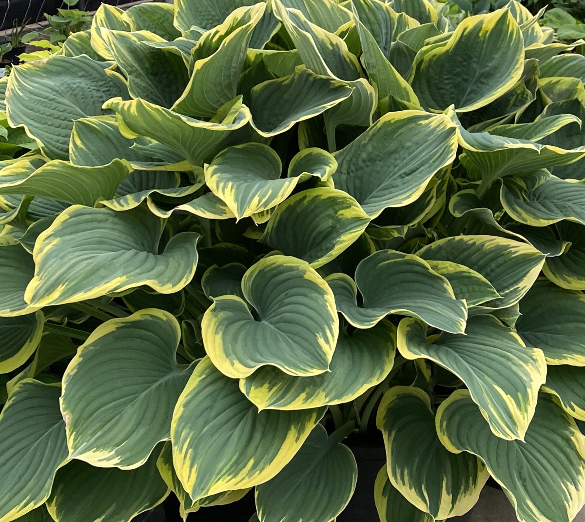 Hosta 'Sagae', one of the best giants there is. The variety has large green leaves and a stunning yellow margin.
#hosta #gianthosta #giantleaves #giantplants #ukgrown