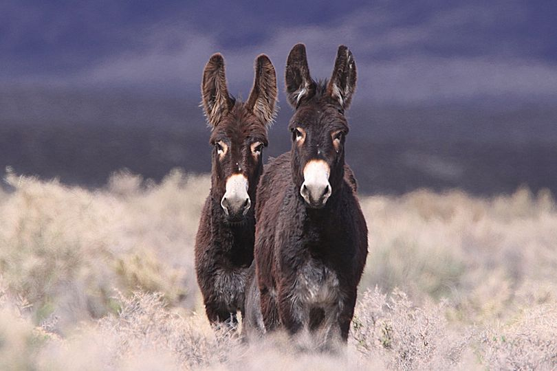 The National Wild Horse and Burro Advisory Board Meeting is starting now! Watch the meeting live at BLM.gov/live. The Advisory Board will be meeting Dec. 13 and Dec. 14 in Phoenix, AZ to discuss topics related to the management of wild horses and burros on public lands