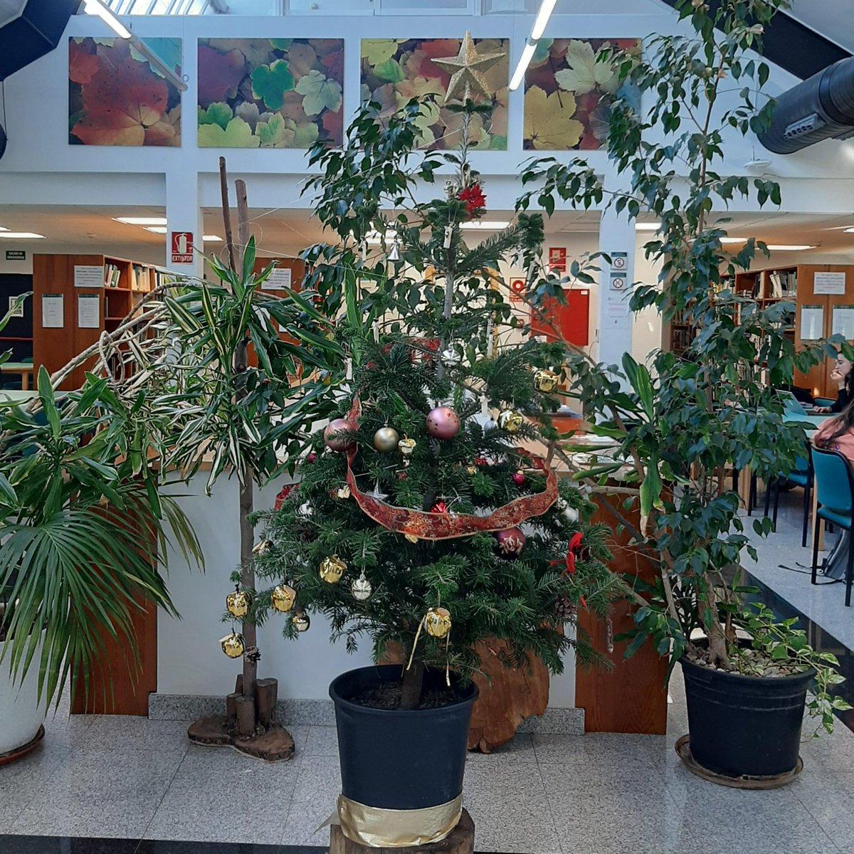 🎄🎄📕🍀Es nuestro "abeto"; ilustrado porque de él cuelga algún lapicero (por algo estamos en una Biblioteca) y también algo espiritual-musical,  navideño y lo que cada uno quiere que sea cuándo lo contempla...