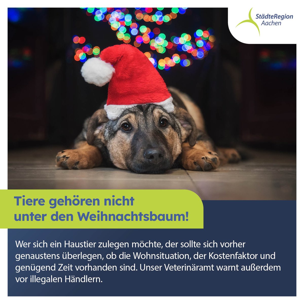Tiere gehören nicht als Geschenk unter den Weihnachtsbaum! Sie sind Lebewesen, für die man langfristig sorgen und Verantwortung übernehmen muss. Unser Veterinäramt rät außerdem zur Vorsicht vor illegalem Welpenhandel. 
Alle Infos: sohub.io/o5n9