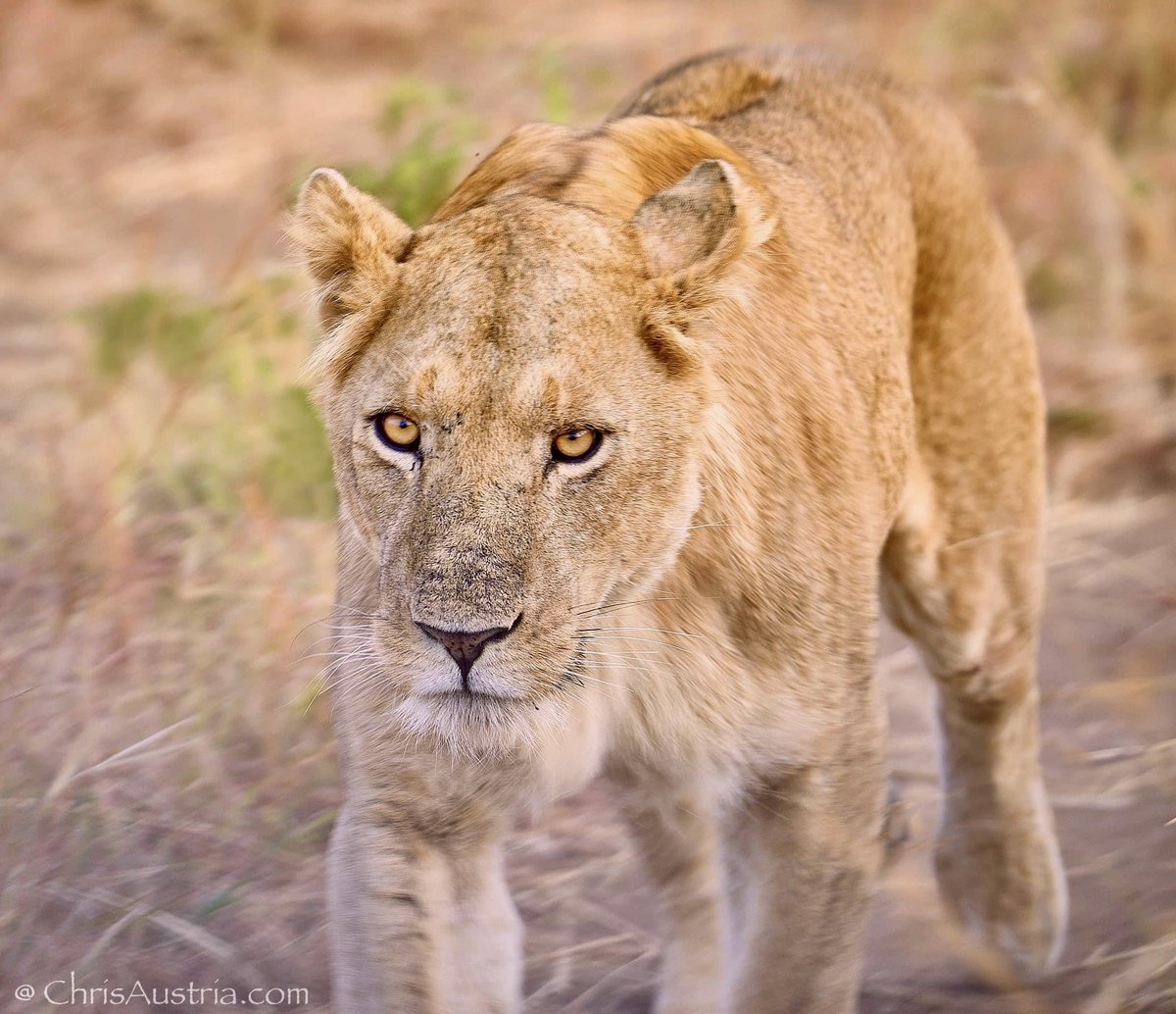 #Uganda 🇺🇬 erimu ebifu eby’obulambuzi ebirungi biyitirivu. Njagala nyo #Kidepo Valley, northeast #Karamoja region. We have so many amazing and unique places here in the Pearl Of Africa 🌍 This lioness walked passed my vehicle as she was searching for prey in the savannah.