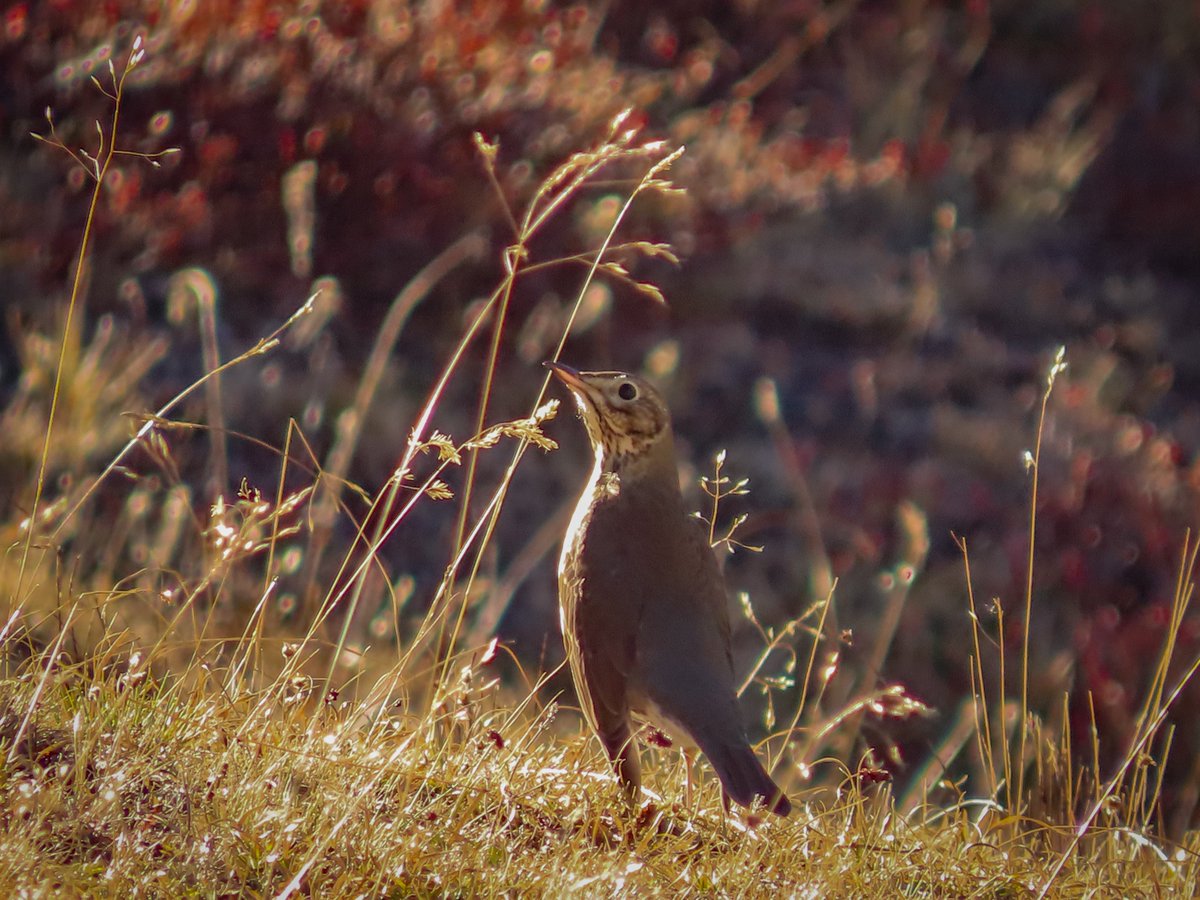 Riccardo Alba tweet media
