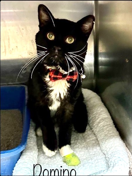 🆘CODE RED🆘🙏🏽PLZ PLEDGE🆘NEEDS RESCUE IN 48 HOURS!🆘 💖SWEET 4YO #TUXI KITTY 'DOMINO' IS FIV+💖 ⚕HAS 'PILLOW FOOT' FEET PAD INFLAMMATION 🚨NEEDS PLEDGES & #RESCUE 4 MEDCARE ASAP!🚨 ▶ID 652218 facebook.com/cobbcountykitt… 🙏🏽#PLEDGE 2 #SAVEALIFE #MARIETTA #GA @cobbkitties #CAT