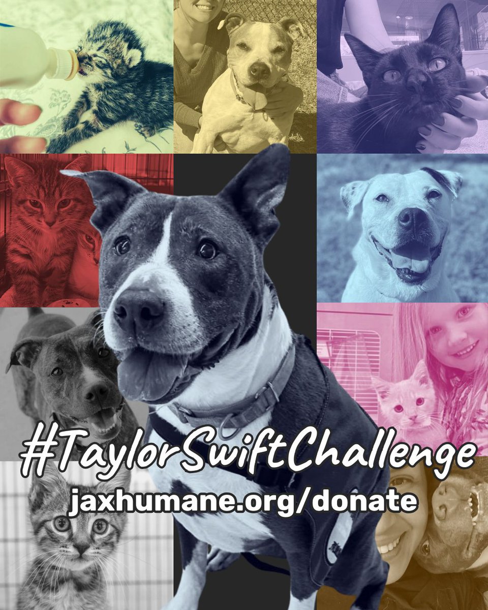 ✨ We're in our lifesaving era. ✨ It's December 13, and we're joining the #TaylorSwiftChallenge! Help us Do Something GOOD by donating $13, $19.89, or $87 today in honor of our cat-loving queen, Taylor. 😽 buff.ly/2V08OLA