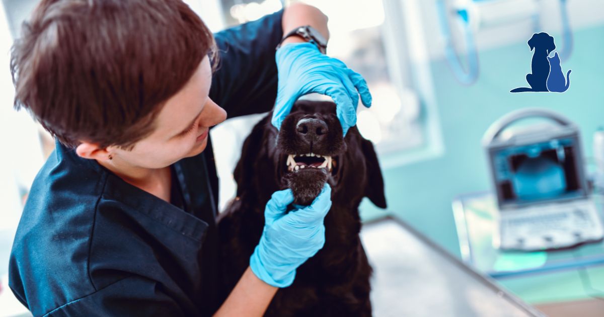 Many shelter and community clinics provide some dental care to patients but often do so with guilt and conflict about not being able to provide the extensive care needed.   

Join @ASPCApro's webinar tomorrow at 12pm EST to learn more: aspcapro.org/training/webin…

#caninehealth