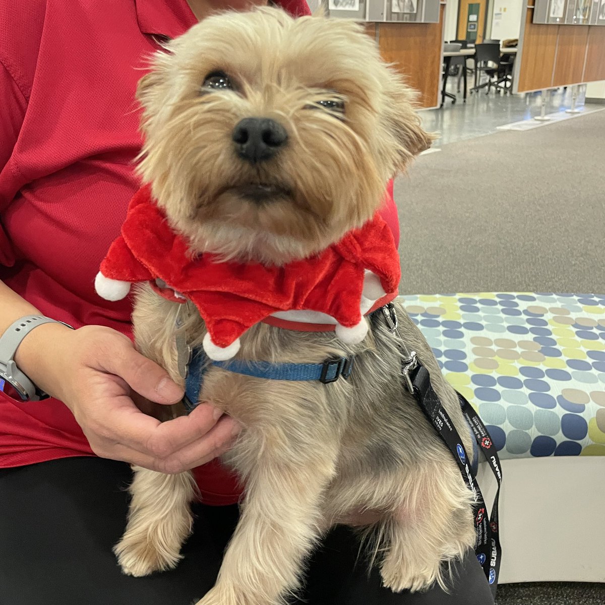 All Library systems are down, including our catalogue, computers, printing, email and phones. Programs, in person borrowing, and @LdnTherapyDogs ❤️ are available.