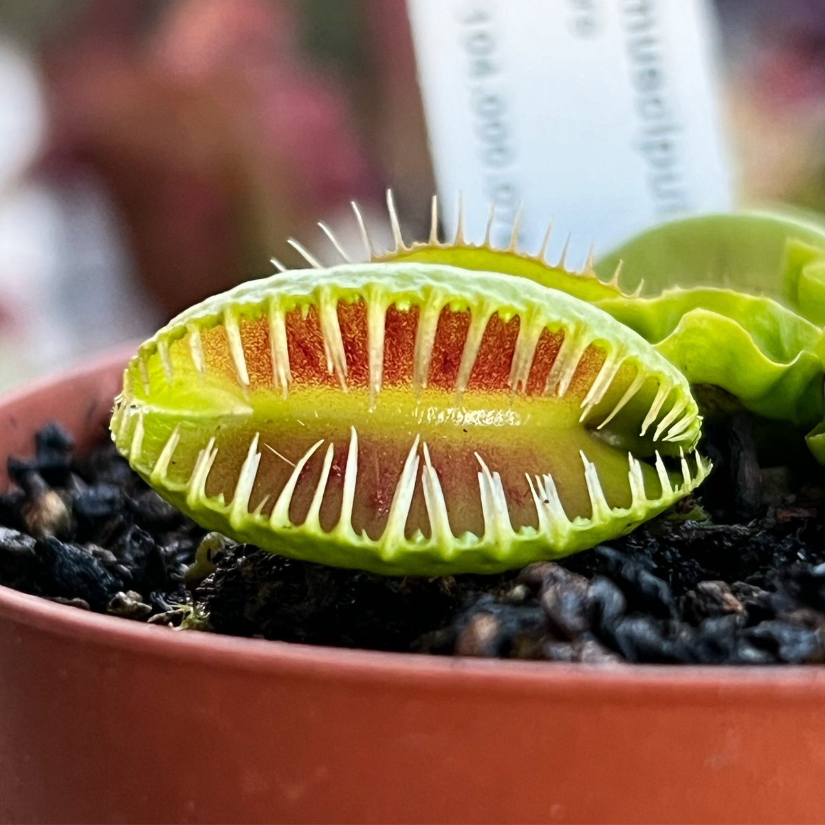 Dionaea m, ‘Montecore’ 👹

#piantecarnivore
#carnivorousplants #plant #strangeplant #indoorplants #tropicalplants #exoticplants #bellesesplants #plants #dionaea #venusflytrap #dionaeamuscipula