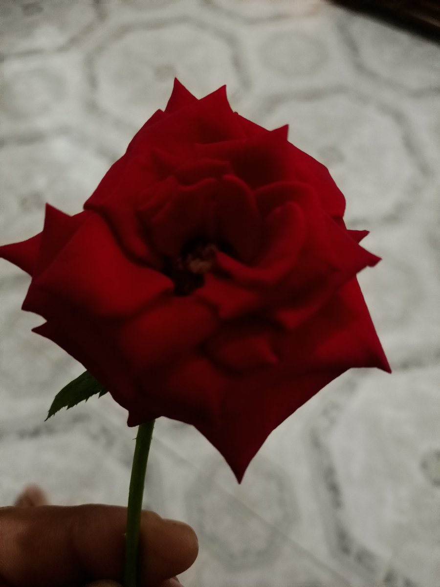 🥰⁩فوضيل صافي💝 🇩🇿⁩⁦🌹♥️⁩ tweet media