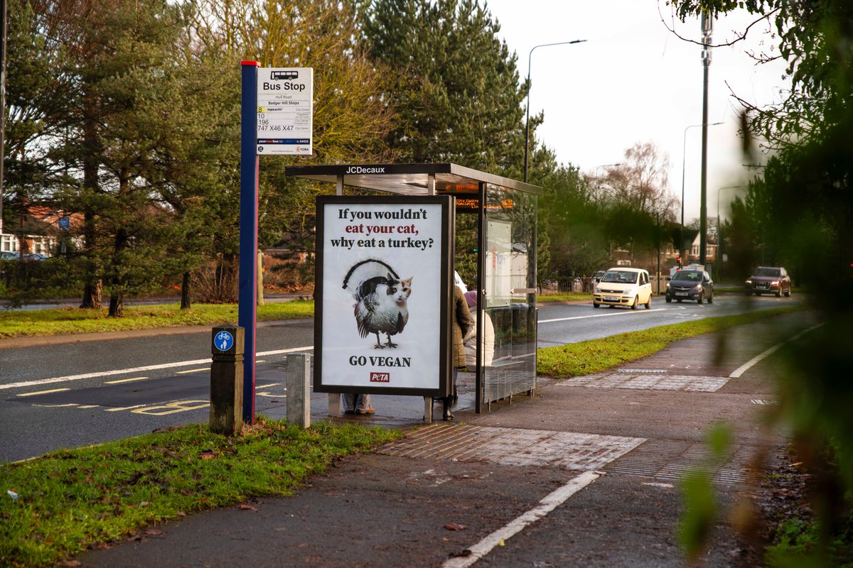 Up all over York, UK. Let’s have Vegember!
