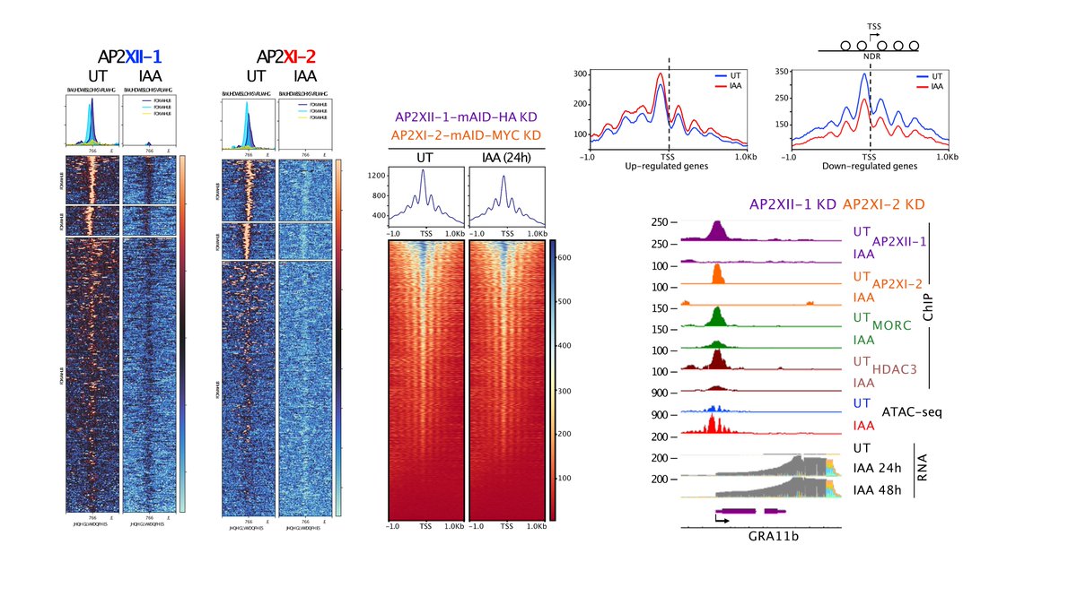 HAKIMIMohamedA1's tweet image. Diving into the depths of Omics! 🧬 Featuring @nanopore DRS, Illumina, ChIP-seq and for the first time ATAC-seq on tachyzoites &amp;amp; merozoites. Huge thanks  🙏 to #ToxoDB for paving the way for our community! 7/8