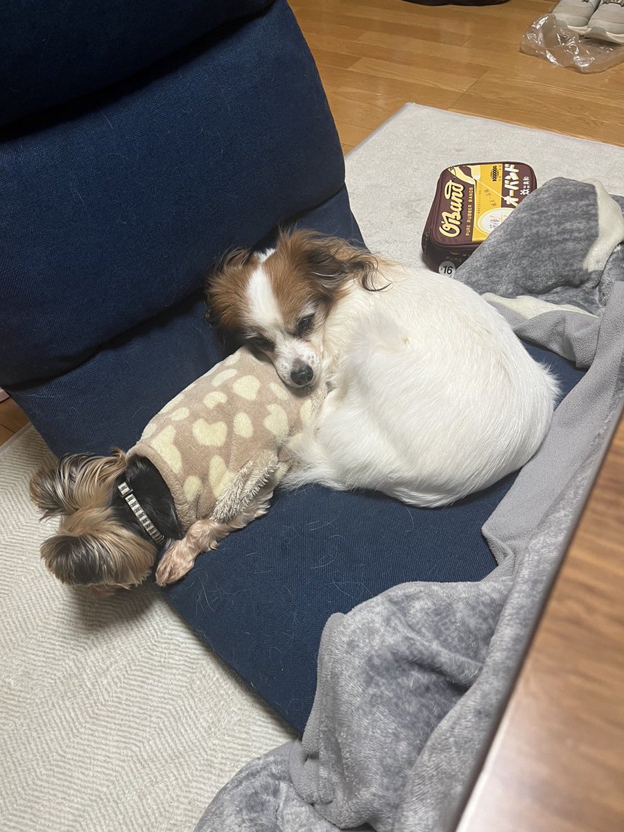 yon_go_yon_chan's tweet photo. ねむねむ、、、
同居のミイちゃんを枕にするヨン

#パピヨン
#まくら
#ヨーキー
#ヨークシャテリア
#保護犬 https://t.co/NH0iG7BPtu