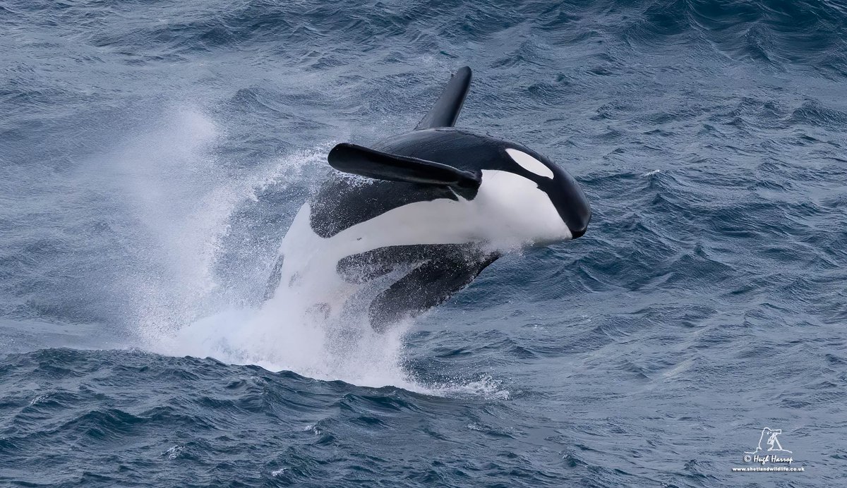 Hugh Harrop Wildlife tweet media