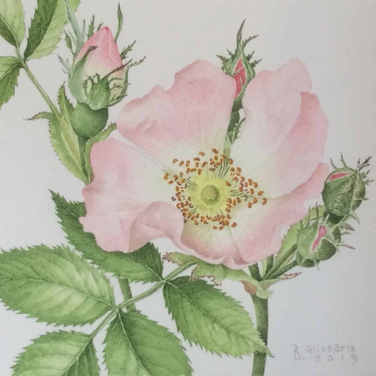 Back by popular demand, we will be running two 3-day Botanical Illustrations Workshops with award winning artist Bridget Gillespie in April and October 2024. To find out more & how to book: himalayangarden.com/whats-on/ #botanical #botanicalillustrations #art #gardens #northyorkhire