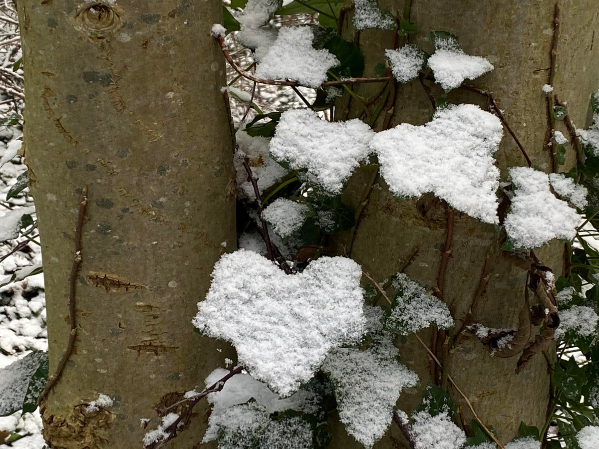 LariDonWriter's tweet photo. A blog post about whether it’s possible to be an #author when you have #longcovid, and how to set #magical #stories in Scotland even if your #Scotland has shrunk…
https://t.co/Bw6Fv0AogY
#longcovid #youngwriters #amwriting #amresearching #midwinter #wintertales #kidlit https://t.co/cYz27EKK5R