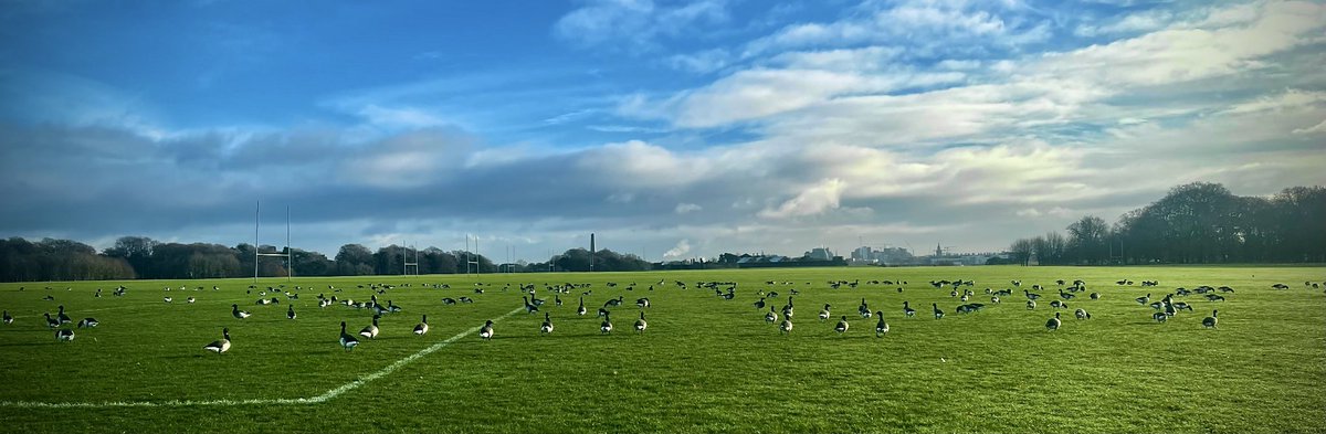 Arctic migrants ! Brent Geese feeding on the playing pitches of the <a href="/phoenixparkOPW/">Phoenix Park</a> with the Magazine Fort &amp; Wellington Monument in background !
The public are reminded not to disturb or allow dogs to chase the Geese, while they are feeding in the park. #WinterinthePark