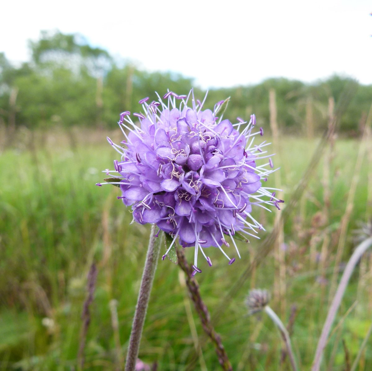 Excited to take delivery of plug plants ready to connect and restore habitats for butterflies🦋read more in the latest Blog for our Chalk Species Revival project wiltshirechalk.org.uk/december-2023/ #speciesrecoveryprogramme 📸National Trust Images/Peter Welsh