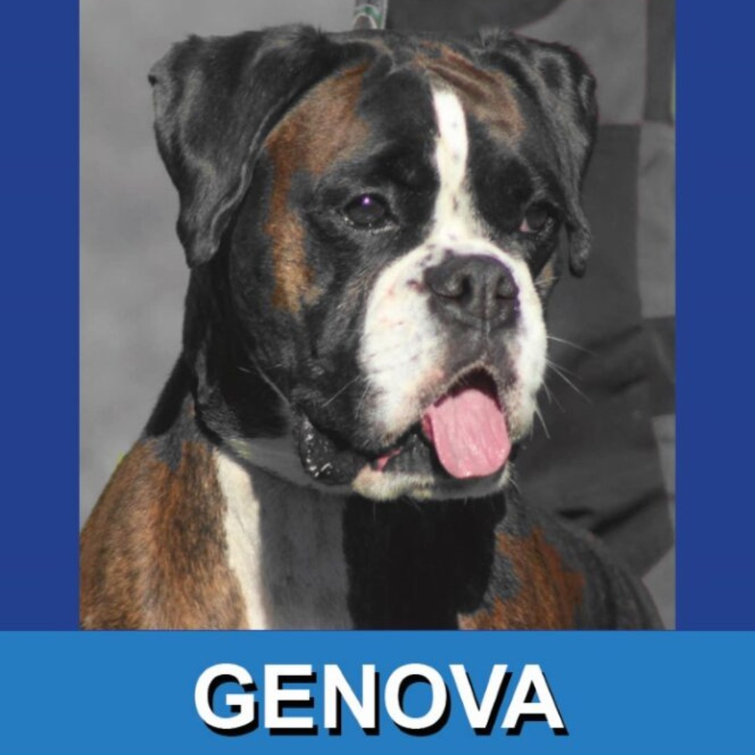 Happy Wednesday! Have plans for midday, mid-week travel at #PHLAirport? Don't miss your chance to meet Gladys and Genova from the Wagging Tails Brigade. Look for Gladys from 12-2 pm and Genova from 2:30-4:30 pm. #airporttherapydogs