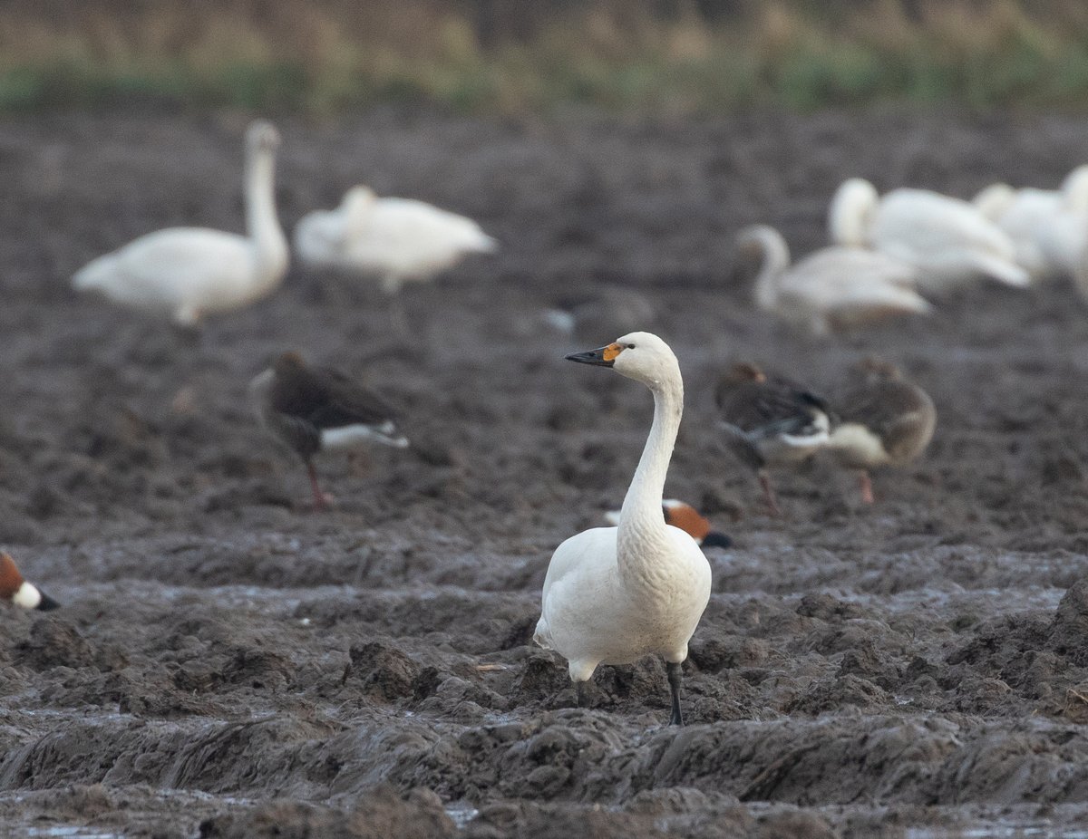 Some decent birding around the NW yesterday with @_danielowen GW Teal, Water Pipit, 3 Bewick's, 21 Twite, 2 Hen Harrier, 4 Cattle Egret and huge numbers of wildfowl the highlights