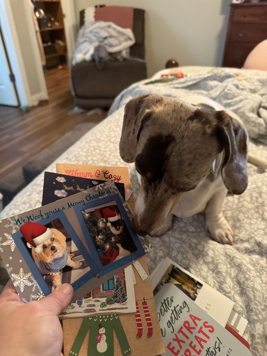 We have Pup Mail! 💌📬 We are so far behind on our thank yous… but we love each and every card. Thank you Mila, Sadie, Mocha, Turbo, Tink, Tug, Tiki, Walter, Lincoln, Tilly, Bindi & Lulu! 🐾💚❤️🙏 (And your hoos) Hope Santa 🎅🏻 Paws is good to you all! We 🫶 U! 😘 #ChristmasCards