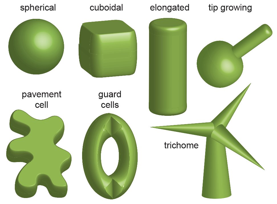 Chapter 15 by @CAndersonLab: Shapeshifters - functional interplays between plant cell walls and dynamic, reversible shape changes in plant cells and tissues @huckinstitutes @penn_state @psulibs