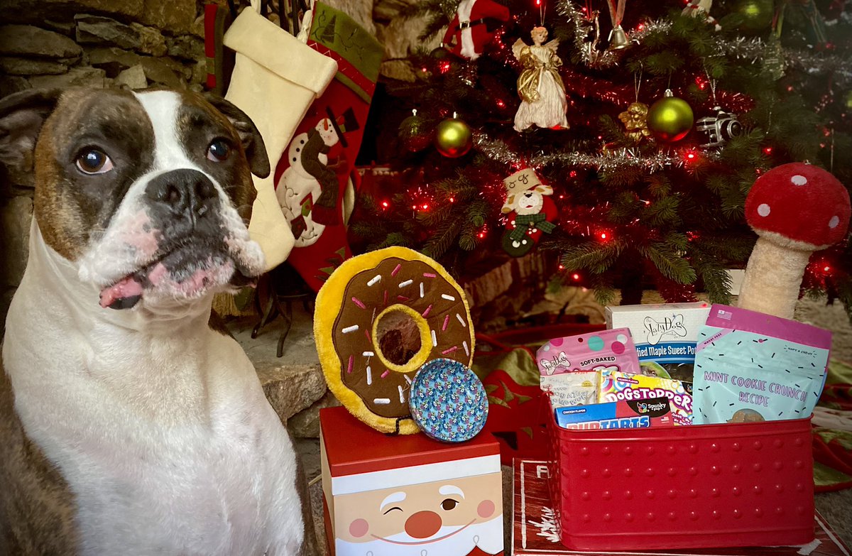 Dear Turbo, Tug & Tink, I want to say thank you so much for all the good treats you sent me and the awesome squeaky toys too! Mom loves the wish bowl so much, it is very special! ❤️ Gunner 
#TurboTugandTink #kindness #MerryChristmas2023 #DogsofTwitter #The3Ts