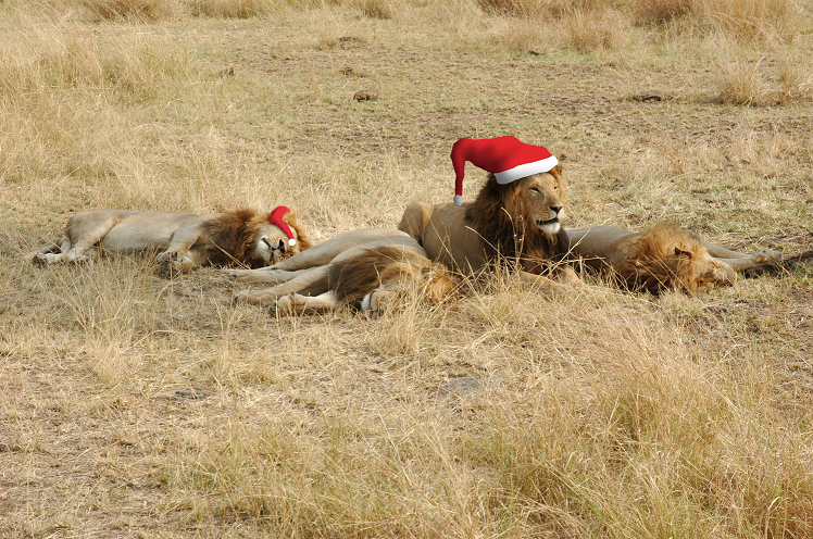 We would like to send all our supporters, friends and donors our best wishes for a happy festive season and a wonderful 2024 lionaid.org/news/2023/12/w…