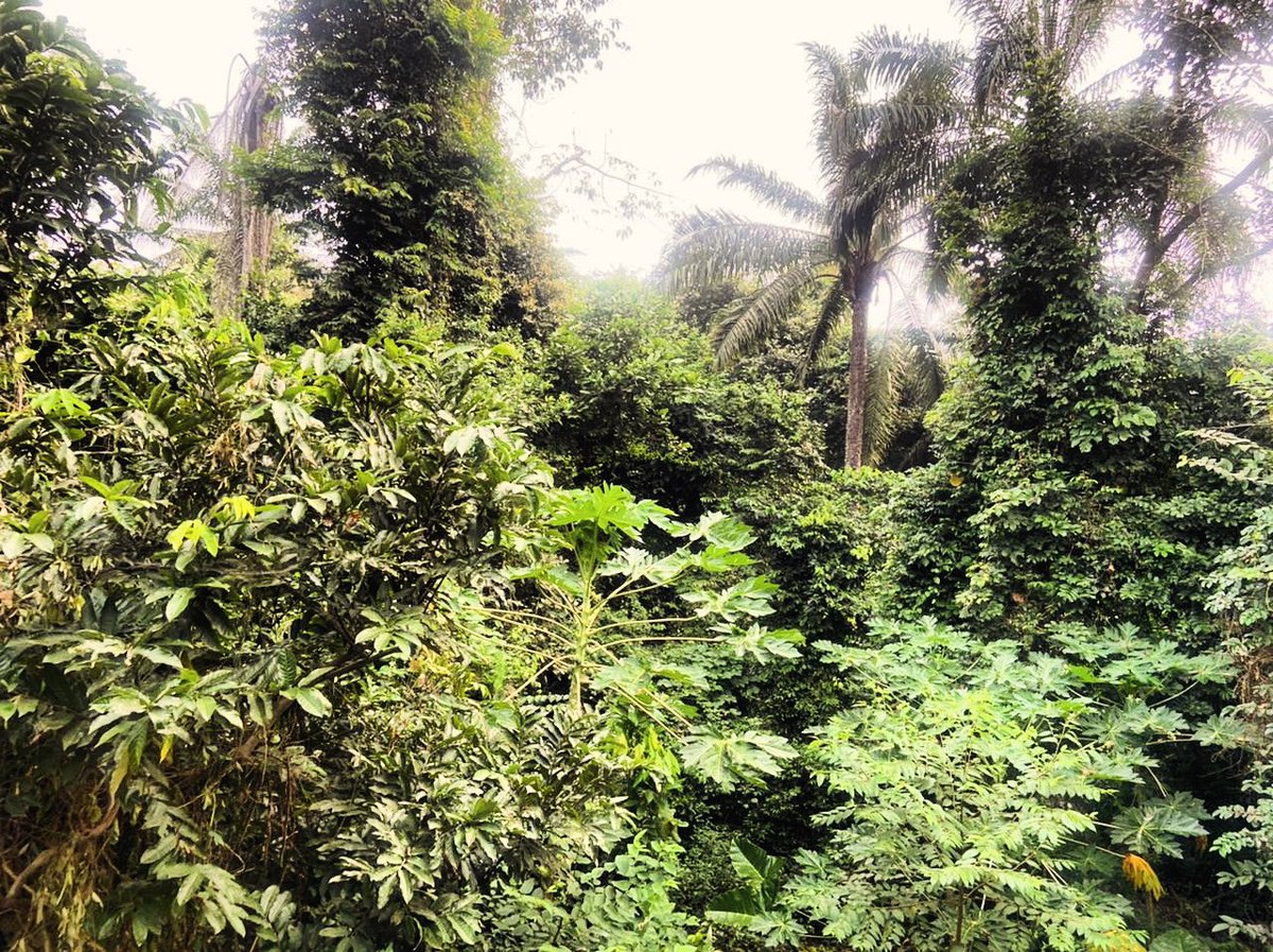 Embraced by the living tapestry of a forest reserve—where every leaf whispers a story and the earth’s beauty remains untouched. 🌲 

#EmeraldForestReserve #EcoTourism #NatureHarmony