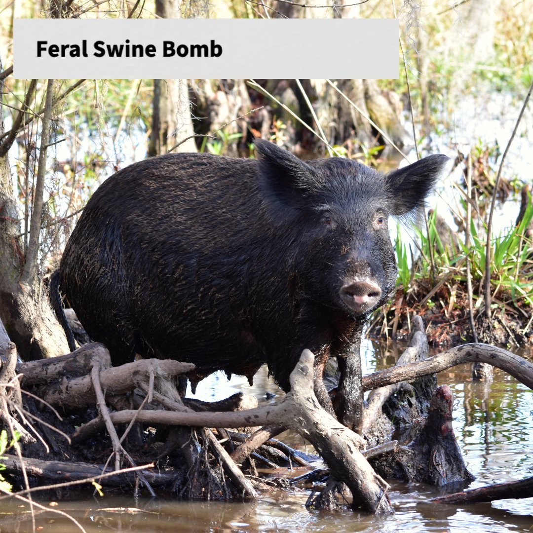 New estimates indicate #wildpigs are causing 2.5 billion in US agricultural damages each year...
👇👇👇climatehubs.usda.gov/hubs/southwest…