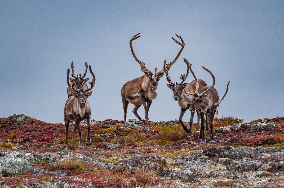 WMI cartographer, Ian Freeman, has been lending some help to The Fate of the Caribou Project. They recently released an @Esri StoryMap, “Shifting trails: the shrinking range of Bathurst Caribou,” that features some maps and animations crafted by Ian. arcg.is/1e0j1i0