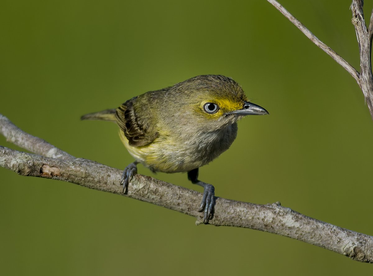 Ole #blueeyes is back. #whiteeyedvireo tinyurl.com/3wkhynuw
#earthsmoments #BirdsOfTwitter #nature #naturephotography #birds #wildlife #wildlifephotography #birdphotography #songbird
