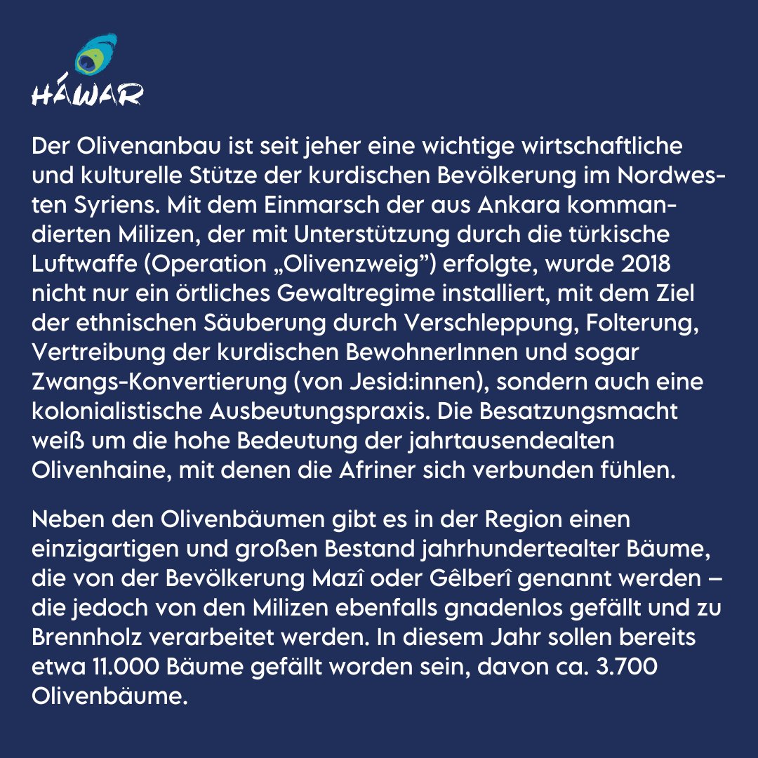 Der Olivenanbau ist seit jeher eine wichtige wirtschaftliche und kulturelle Stütze der kurdischen Bevölkerung im Nordwesten Syriens. #Syrien #Afrin