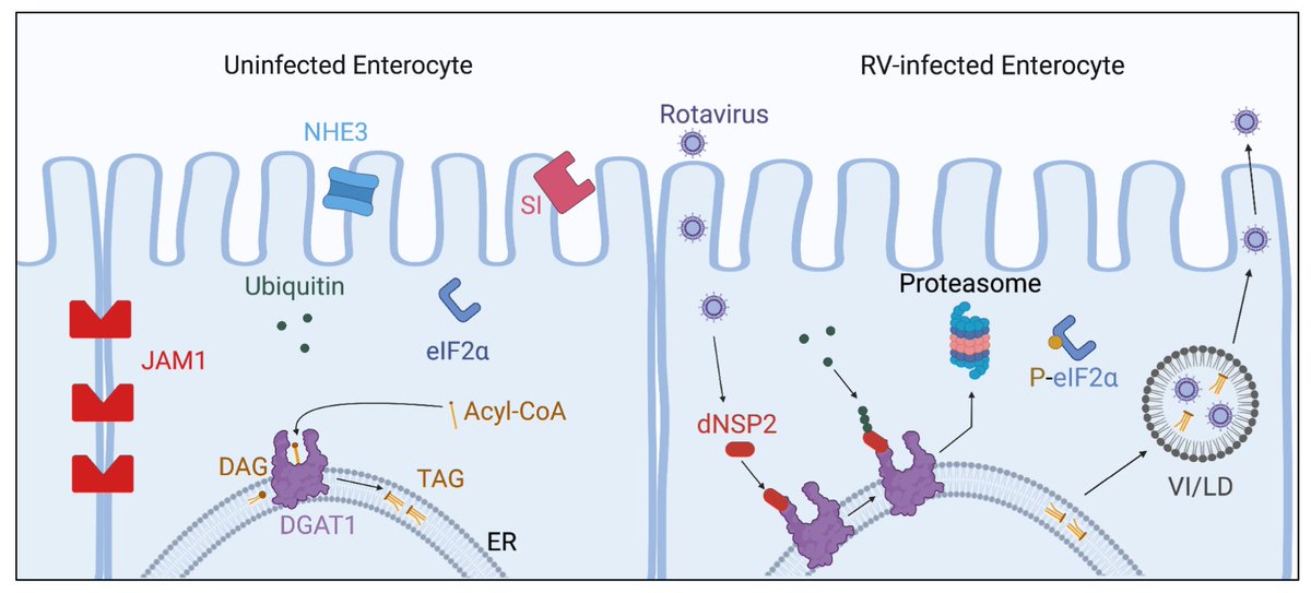 Estes Lab at BCM tweet media