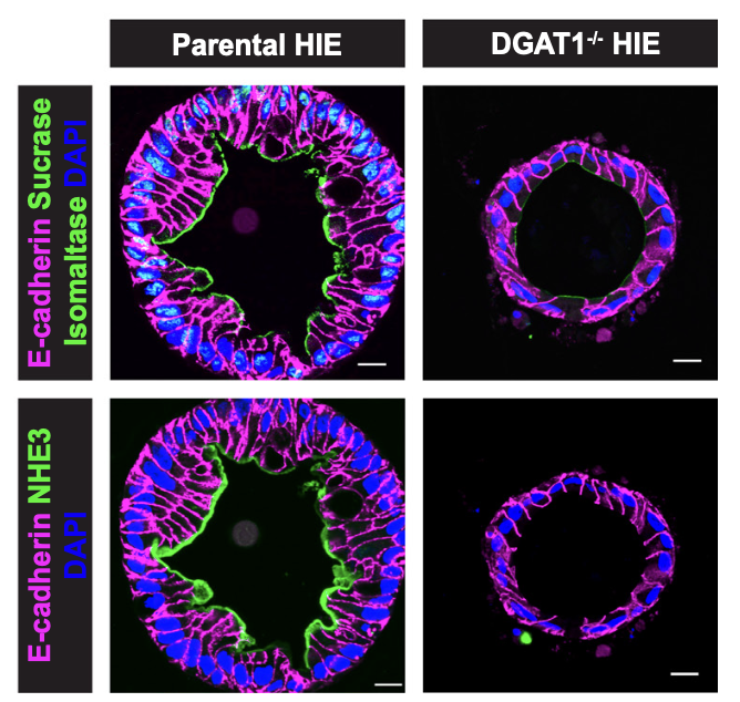 Estes Lab at BCM tweet media