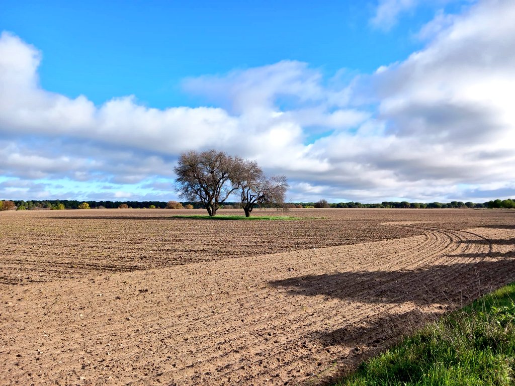 arbopalm's tweet photo. Árboles 'indultados' que son árboles aislados.
Sin competencia no necesitan crecer mucho en altura; a cambio lo hacen en anchura, adoptando ese porte característico.
#isolatedtrees
#Tierra de Pinares en #Valladolid https://t.co/Om9KB2kkST