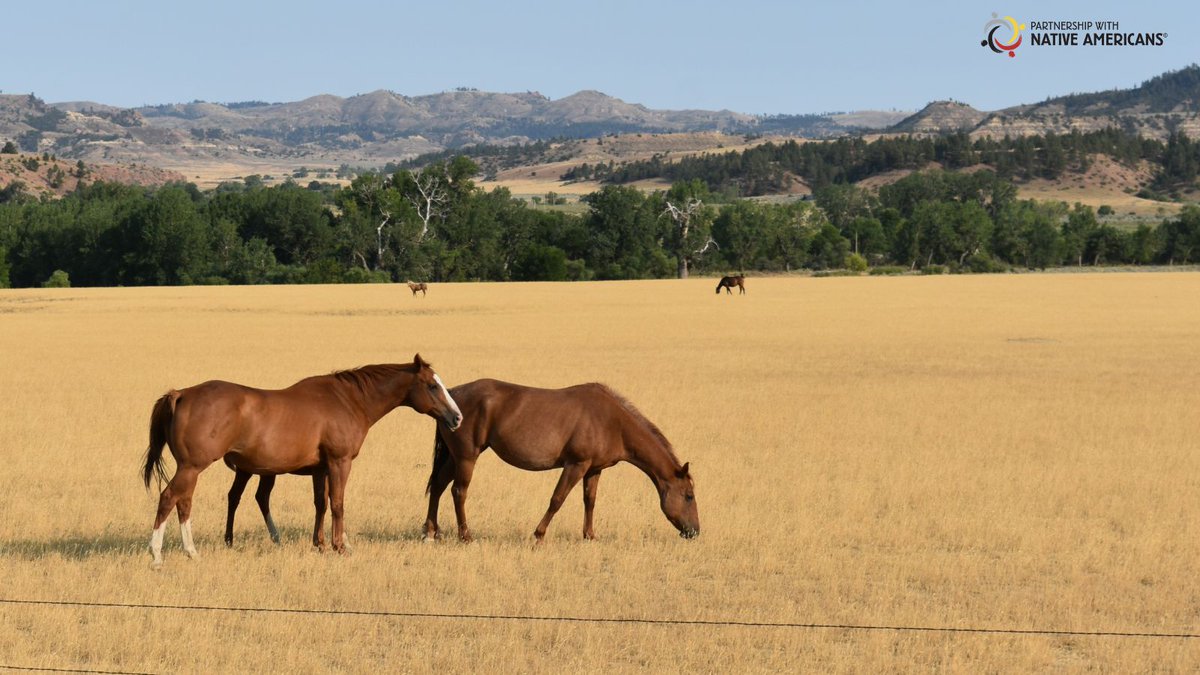 PWNA4hope's tweet image. Happy #NationalDayOfTheHorse! 🐎

Join us today in recognizing the importance of this beautiful and sacred animal. 💛🐴

Check out these stunning images our staff was able to capture while out on the rez!

#NativeAware #PWNA4Hope