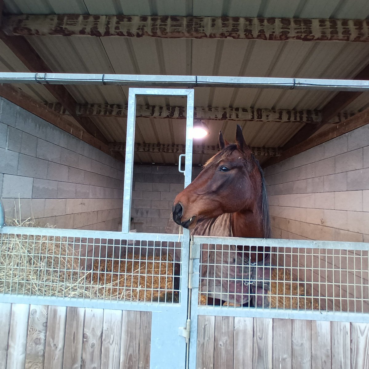 En route vers la saison 2024....
Mise sous lumière des juments ✅️