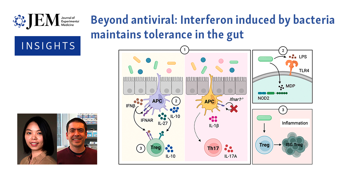 .@YiYang_Immunol & @CadwellLab discuss work from @theChuLab (bit.ly/3v1Yh5k) revealing that commensal bacteria elicit tonic type I interferons to prime dendritic cells and induce regulatory T cells that maintain a tolerogenic intestinal milieu. bit.ly/3RonjDu