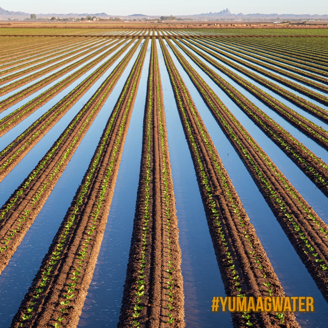 Furrow irrigation helps push salts down and is typically within 1 to 2 inches from the top of the bed. Saturating the bed top can increase the potential of developing soil and plant disease. #yumaagwater 💧