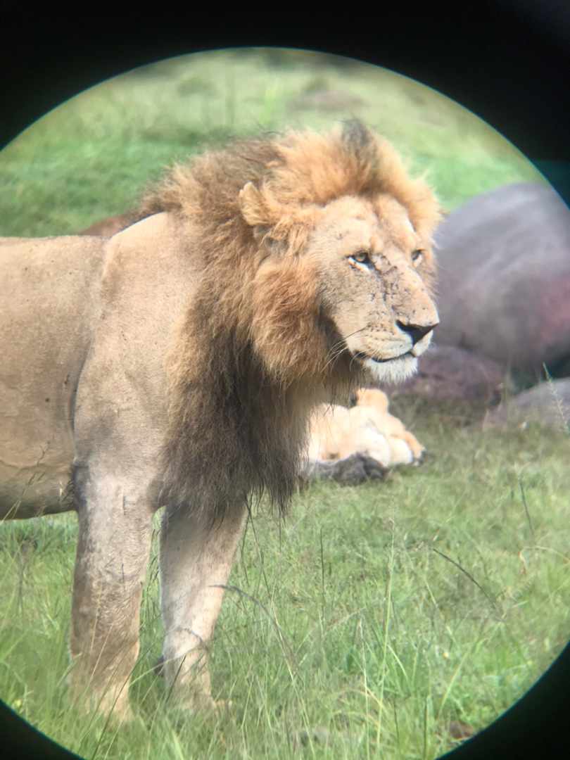 King of the Jungle 
Panthera Leo 
Want to see on your naked eyes contact us on 
lozhoadventuresafaris.com 
Big cats of the Maasai mara national game reserves, 
#SafariExperts
#LozhoWild&AdventurePhotography
#www.lozhoadventuresafaris.com