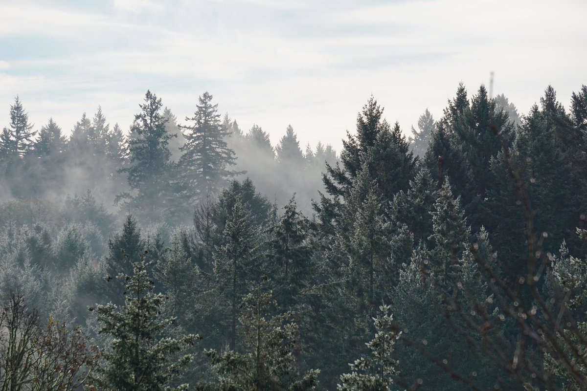 Colorado State University Research (@researchcsu) on Twitter photo Are boreal forests in danger from climate change?ย ๐ฒ๐
Learn more: col.st/lr5nV๐
#UnitedinDiscovery | #ResearchCSU
<a href="/WarnerCollege/">CSU Warner College</a> <a href="/FRStewardship/">Forest and Rangeland Stewardship</a> <a href="/ColoradoStateU/">Colorado State University</a> Are boreal forests in danger from climate change?ย ๐ฒ๐
Learn more: col.st/lr5nV๐
#UnitedinDiscovery | #ResearchCSU
<a href="/WarnerCollege/">CSU Warner College</a> <a href="/FRStewardship/">Forest and Rangeland Stewardship</a> <a href="/ColoradoStateU/">Colorado State University</a>